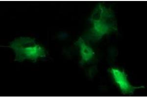 Image no. 5 for anti-Cell Division Cycle 123 Homolog (CDC123) antibody (ABIN1497389) (CDC123 抗体)