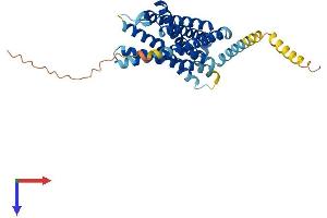 Chemokine (C-C Motif) Receptor 8 (CCR8) (AA 1-353) protein (His tag)