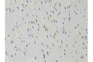 Immunohistochemistry of paraffin-embedded rat heart using LMNB1 antibody (ABIN5970980) at dilution of 1/100 (40x lens). (Lamin B1 抗体)