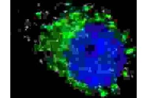 anti-APG8a,b antibody