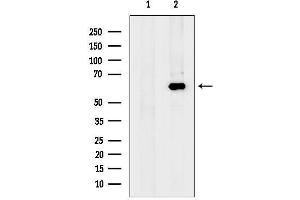 anti-Glypican 4 (GPC4) (Internal Region) antibody