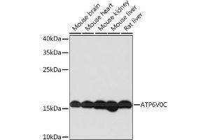 Western blot analysis of extracts of various cell lines, using V0C Rabbit pAb  at 1:1000 dilution. (ATP6V0C 抗体  (AA 1-100))