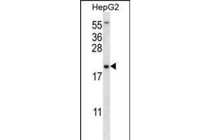 UBE2NL Antibody (N-term) (ABIN656527 and ABIN2845793) western blot analysis in HepG2 cell line lysates (35 μg/lane). (UBE2NL 抗体  (N-Term))