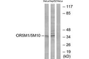 Western blot analysis of extracts from HeLa/HepG2 cells, using OR5M1/5M10 Antibody. (OR5M1/5M10 抗体  (AA 230-279))