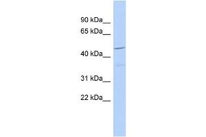 WB Suggested Anti-FAM81A Antibody Titration: 0. (FAM81A 抗体  (N-Term))