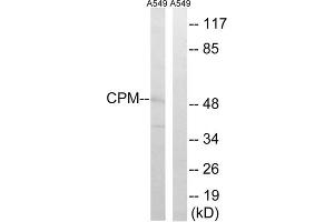 Western blot analysis of extracts from A549 cells, using CPM antibody. (CPM 抗体  (Internal Region))