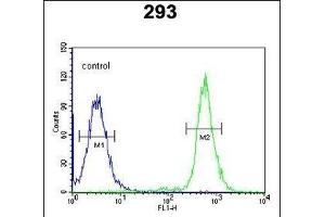 A2ML1 Antibody (N-term) (ABIN650922 and ABIN2839996) flow cytometric analysis of 293 cells (right histogram) compared to a negative control cell (left histogram).