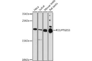 Western Blotting (WB) image for anti-Prostaglandin E Synthase 3 (Cytosolic) (PTGES3) (AA 1-100) antibody (ABIN6146408)