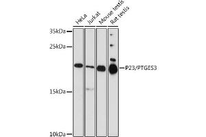Western blot analysis of extracts of various cell lines, using P23/P23/PTGES3 antibody  at 1:1000 dilution. (PTGES3 抗体  (AA 1-100))