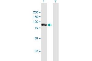 Western Blot analysis of TTC12 expression in transfected 293T cell line by TTC12 MaxPab polyclonal antibody. (TTC12 抗体  (AA 1-732))