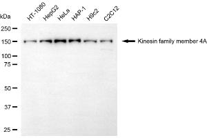 anti-Kinesin Family Member 4A (KIF4A) antibody