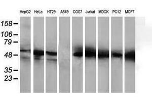 Image no. 2 for anti-Histone Deacetylase 1 (HDAC1) antibody (ABIN1498605) (HDAC1 抗体)