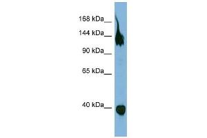 SEMA6A antibody used at 1 ug/ml to detect target protein. (SEMA6A 抗体  (Middle Region))