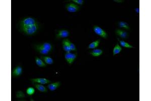 Immunofluorescence staining of Hela cells with ABIN7167656 at 1:133, counter-stained with DAPI. (RXFP1 抗体  (AA 17-151))