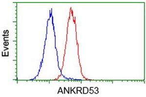 Image no. 4 for anti-Ankyrin Repeat Domain 53 (ANKRD53) (AA 1-300) antibody (ABIN1490723) (ANKRD53 抗体  (AA 1-300))