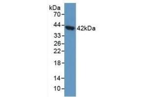 Detection of AGA in Human 293T Cells using Polyclonal Antibody to Aspartylglucosaminidase (AGA) (AGA 抗体  (AA 28-245))