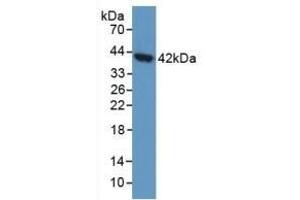 Detection of AGA in Human 293T Cells using Polyclonal Antibody to Aspartylglucosaminidase (AGA) (AGA 抗体  (AA 28-245))
