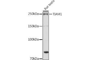 Western blot analysis of extracts of Rat testis, using TI antibody (ABIN6130725, ABIN6149146, ABIN6149147 and ABIN6214431) at 1:1000 dilution. (TIAM1 抗体  (AA 1392-1591))