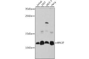 Western blot analysis of extracts of various cell lines, using RPL37 antibody (ABIN7270008) at 1:1000 dilution. (RPL37 抗体  (AA 1-97))