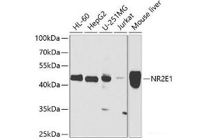 Western blot analysis of extracts of various cell lines using NR2E1 Polyclonal Antibody at dilution of 1:1000. (NR2E1 抗体)