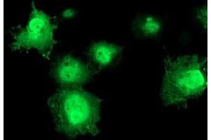 Anti-ERCC1 mouse monoclonal antibody (ABIN2455627) immunofluorescent staining of COS7 cells transiently transfected by pCMV6-ENTRY ERCC1 (RC200478). (ERCC1 抗体)