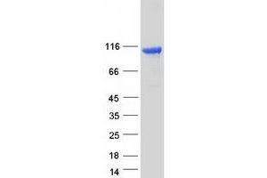 MTSS1L Protein (Myc-DYKDDDDK Tag)