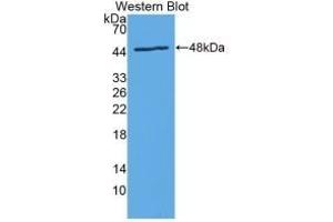 Western Blotting (WB) image for anti-Interleukin 24 (IL24) (AA 29-183) antibody (ABIN7427543)