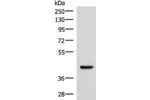 Western blot analysis of Mouse liver tissue lysate using HPN Polyclonal Antibody at dilution of 1:550 (Hepsin 抗体)