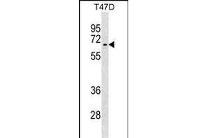 ACVR1 Antibody (N-term) (ABIN391156 and ABIN2841266) western blot analysis in T47D cell line lysates (35 μg/lane). (ACVR1 抗体  (AA 85-123))