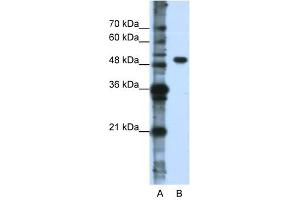DDX47 antibody used at 0.