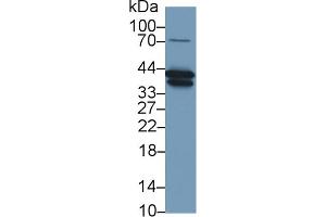 Western Blotting (WB) image for anti-Haptoglobin (HP) (AA 123-307) antibody (ABIN7432676)