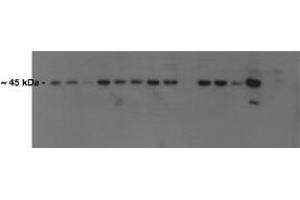 Atf4 antibody - N-terminal region  validated by WB using Mouse Kidney at 0. (ATF4 抗体  (N-Term))