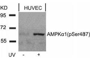 Image no. 4 for anti-Protein Kinase, AMP-Activated, alpha 1 Catalytic Subunit (PRKAA1) (pSer487) antibody (ABIN196905) (PRKAA1 抗体  (pSer487))