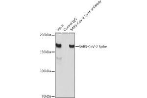 Immunoprecipitation analysis of 300 μg extracts of 293T cells using 3 μg SARS-CoV-2 Spike antibody (ABIN7266506). (Coronavirus Spike Glycoprotein 抗体)