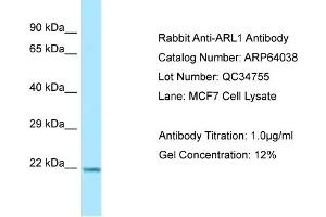 Western Blotting (WB) image for anti-ADP Ribosylation Factor Like GTPase 1 (ARL1) (C-Term) antibody (ABIN2789706) (ARL1 抗体  (C-Term))