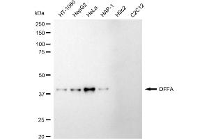 Western blotting analysis using DFFA antibody (ABIN7798364). (Recombinant DFFA 抗体)