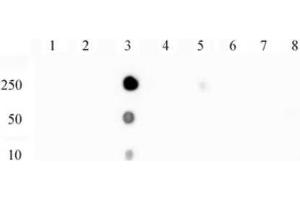 NFκB p65 phospho Ser529 pAb tested by dot blot analysis. (NF-kB p65 抗体  (pSer529))