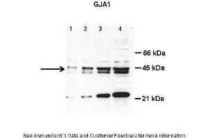 Lanes:   Lane1: 8 ug total cardiac lysate Lane2: 15 ug total cardiac lysate Lane3: 30 ug total cardiac lysate  Lane4: 50 ug total cardiac lysate  Primary Antibody Dilution:   1 ug/ml  Secondary Antibody:     Secondary Antibody Dilution:     Gene Name:   GJA1  Submitted by:   Anonymous (Connexin 43/GJA1 抗体  (Middle Region))