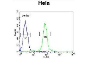 FBXW8 Antibody (Center) flow cytometric analysis of Hela cells (right histogram) compared to a negative control cell (left histogram).