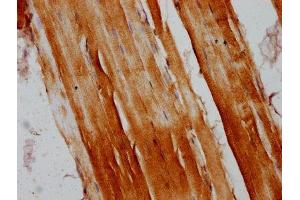 IHC image of ABIN7167086 diluted at 1:200 and staining in paraffin-embedded human skeletal muscle tissue performed on a Leica BondTM system. (RANBP1 抗体  (AA 3-165))