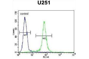 CCDC9 Antibody (N-term) flow cytometric analysis of U251 cells (right histogram) compared to a negative control cell (left histogram). (CCDC9 抗体  (N-Term))
