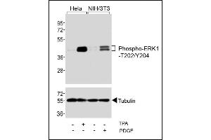 Western blot analysis of extracts from Hela cells, untreated or treated with T (200nM), and NIH/3T3 cells, untreated or treated with PDGF (100 ng/mL), using Phospho-ERK1-/ Antibody (upper) or Tubulin (lower). (ERK1/2 抗体  (pThr202, pTyr204))