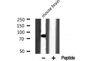 Western blot analysis of OCT1 expression in Mouse brain lysate (POU2F1 抗体  (N-Term))