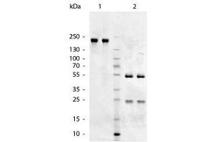 Image no. 1 for Goat anti-Chicken IgM antibody (ABIN300203) (山羊 anti-小鸡 IgM Antibody)