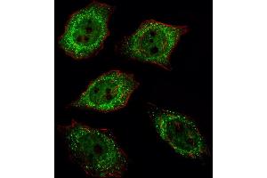 Fluorescent image of  cell stained with UCHL1 Antibody (C-term) (ABIN388870 and ABIN2839166)/SA120806AG. (UCHL1 抗体  (C-Term))