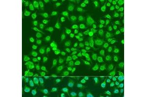 Immunofluorescence analysis of U2OS cells using NPR3 Polyclonal Antibody at dilution of 1:100. (NPR3 抗体)