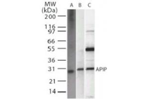 Western blot analysis of APIP in A) recombinant protein, B) HeLa, and C) 293 whole cell lysate. (APIP 抗体)