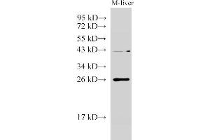Western Blot analysis of Mouse liver using GSTA1 Polyclonal Antibody at dilution of 1:1000 (GSTA1 抗体)