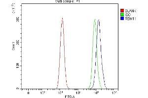 anti-RNA Binding Motif Protein 11 (RBM11) (AA 1-246) antibody