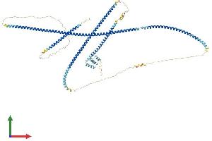 AlphaFold protein structure predicition of Mouse Recombinant Gcc1 Protein, UniprotID Q9D4H2